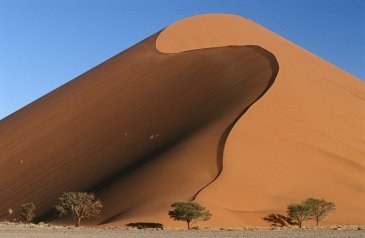 Namibia Drzewa w Deadvlei