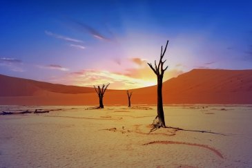 Namibia Drzewa w Deadvlei