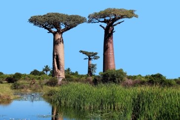 Baobaby Afryka