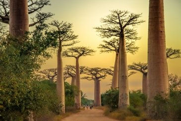 Baobaby Afryka