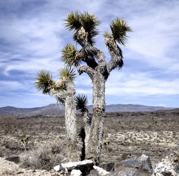 Joshua Tree National Park