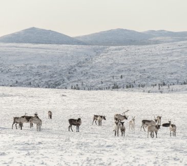 Urho Kekkonen National Park