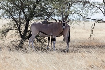 Awash National Park