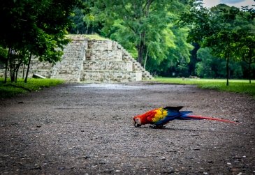 Copan Ruins Archrological Site