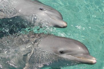 Dolphin Encounter,Roatan Institute for Marine Sciences