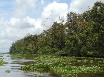 Orinoco River