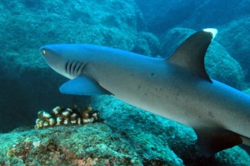 Coiba National Marine Park