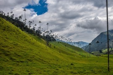 Valle de Cocora