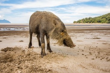 Bako National Park