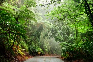 Daintree National Park