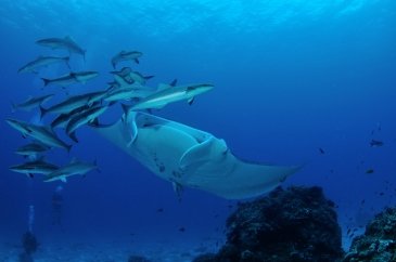 Great Barrier Reef Marine Park