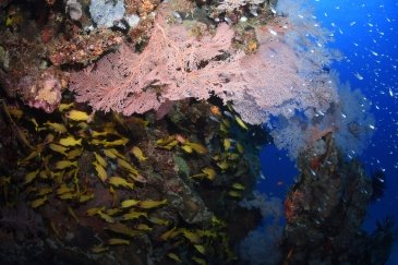 Great Barrier Reef Marine Park