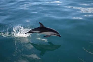 Kaikoura