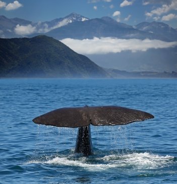 Kaikoura