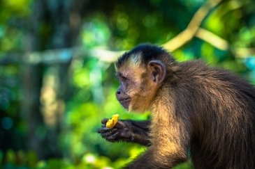 Manu National Park