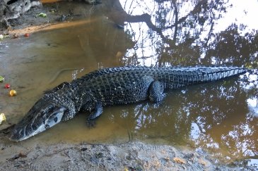 Madidi National Park