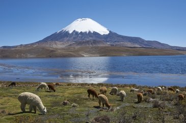 Lauca National Park