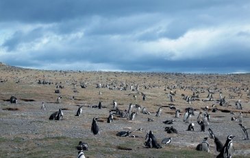 Los Pinguinos Natural Monument