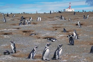 Los Pinguinos Natural Monument