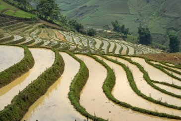 Sa Pa Terraces