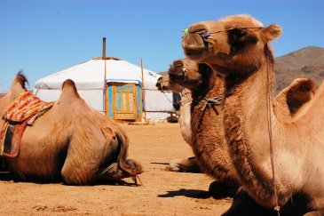 Gobi desert