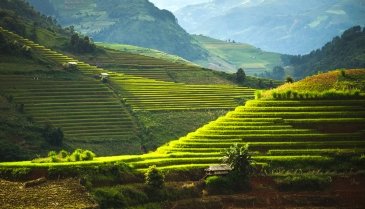 Banaue Rice Terraces