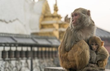 Swayambhunath