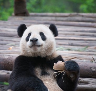 Giant Pandas in Chengdu