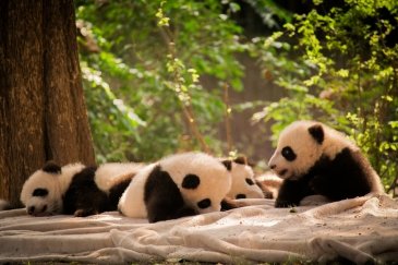Giant Pandas in Chengdu