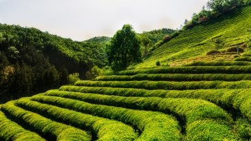 Boseng Tea Fields