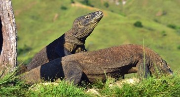 Komondo National Park