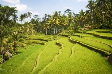 Ubud