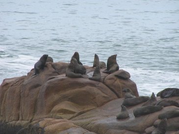 Cabo Polonio