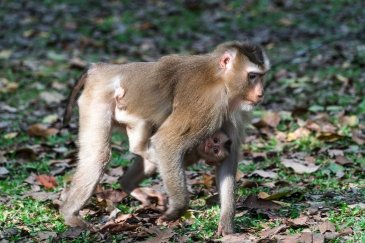 Khao Yai National Park Thailand