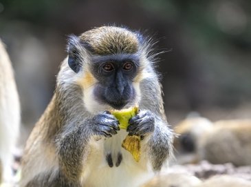 Barbados Wildlife Reserve