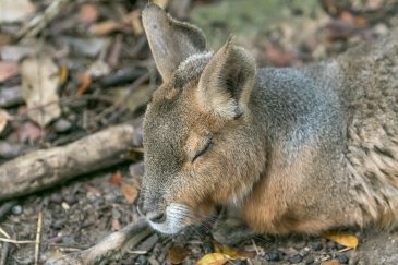 Barbados Wildlife Reserve