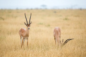 Amboseli National Park