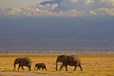 Amboseli National Park