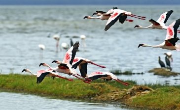 Lake Nakuru National Park