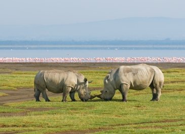 Lake Nakuru National Park