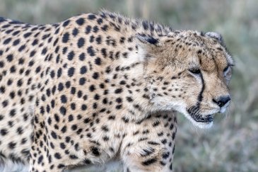 Maasai Mara National Reserve