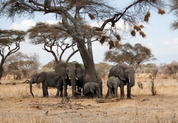 Maasai Mara National Reserve