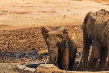 Tsavo National Park