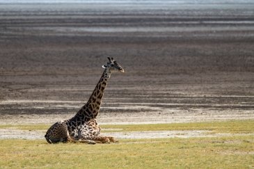 Lake Manyara National Park