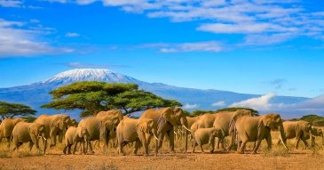 Mount Kilimanjaro