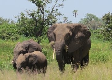 Ruaha National Park