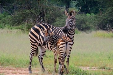 Ruaha National Park