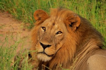 Ruaha National Park