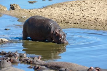 Selous Game Reserve