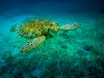 Caye Caulker